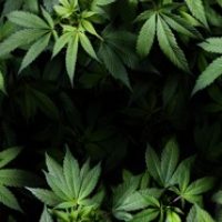 Cannabis Sativa Leaves On Dark - Medical Legal Marijuana
