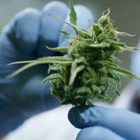 Cannabis_ A_Detailed_Guide-img